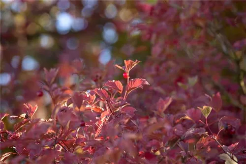 Gemeiner Schneeball - Viburnum opulus