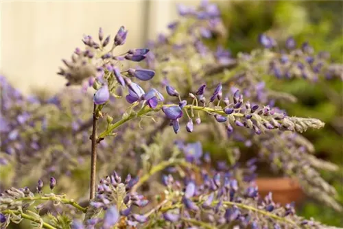 Chin.Blauregen - Wisteria sinensis