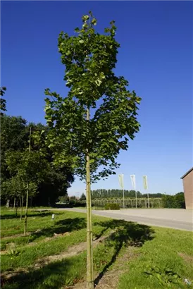 Spitzahorn - Acer platanoides