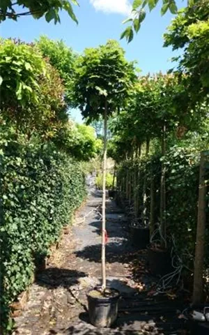 Acer platanoides 'Globosum'