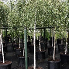 Betula pendula 'Youngii', H C 43 10- 12