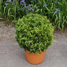 Buxus sempervirens - Formgehölze, Kugel C 35-