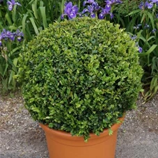 Buxus sempervirens - Formgehölze, Kugel C 45-