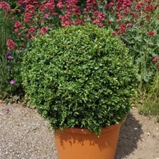 Buxus sempervirens - Formgehölze, Kugel C 55-