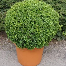 Buxus sempervirens - Formgehölze, Kugel C 60-