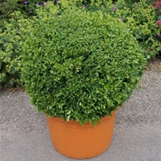 Buxus sempervirens - Formgehölze, Kugel C 70-