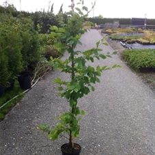 Carpinus betulus - Heckenpflanzen, C 5 gestäbt 175- 200