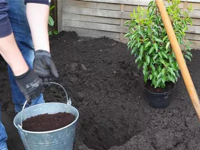 Portugiesische Kirschlorbeer - Einpflanzen im Garten