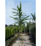 Hainbuche,Weißbuche - Carpinus betulus - Baum