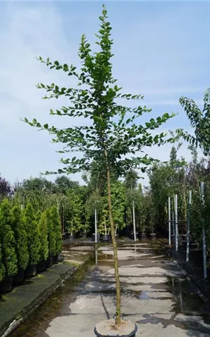 Carpinus betulus - Baum