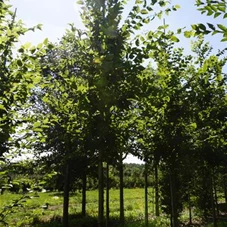 Carpinus betulus 'Frans Fontaine' - Baum, H 3xv mDb 14- 16