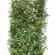 Elaeagnus ebbingei - Heckenelemente, Heckenelement 180-