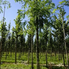 Gleditsia triacanthos 'Skyline', H 3xv mDb 12- 14