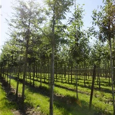 Gleditsia triacanthos 'Sunburst' - Baum, H 3xv mDb 10- 12