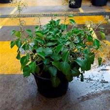 Hedera colchica 'Arborescens', C 3 30- 40