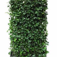 Hedera hibernica - Heckenelemente, Heckenelement 180-