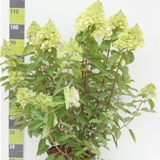 Hydrangea pan. 'Polar Bear', C 20 80- 100