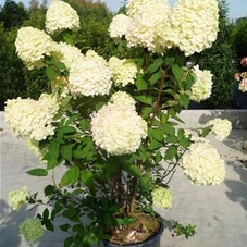 Hydrangea paniculata 'Limelight' -S-, C 20 100- 125