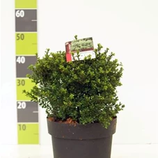 Ilex crenata 'Glorie Dwarf' - Formgehölze, Kugel C 7 25- 30