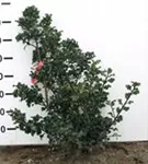 Stechpalme 'Blue Angel' -R- - Ilex meserveae 'Blue Angel' -R-