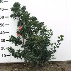 Ilex meserveae 'Blue Angel' -R-, MB 60- 80