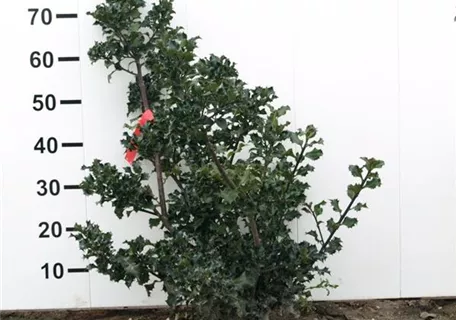 Ilex meserveae 'Blue Angel' -R- - Stechpalme 'Blue Angel' -R-