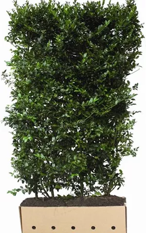 Ilex meserveae 'Blue Maid' -R-