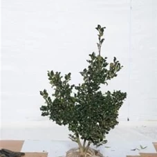 Ilex meserveae 'Blue Prince' -R-, MB 60- 80