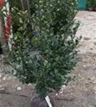 Stechpalme männlich 'Blue Prince' -R- - Ilex meserveae 'Blue Prince' -R-