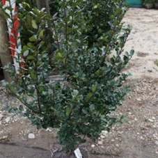 Ilex meserveae 'Blue Prince' -R-, MB 80- 100