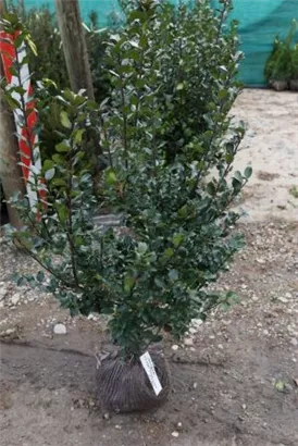 Stechpalme männlich 'Blue Prince' -R- - Ilex meserveae 'Blue Prince' -R-