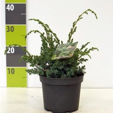 Juniperus chin.'Blue Alps' - Nadeln - Koniferen, C 2 20- 30