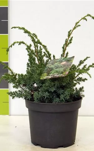 Juniperus chin.'Blue Alps' - Nadeln - Koniferen