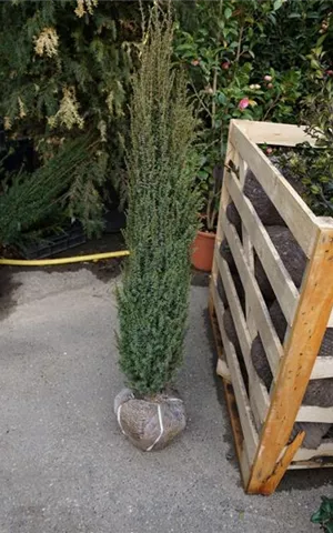 Juniperus com.'Hibernica' - Heckenpflanzen