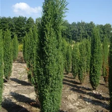 Juniperus com.'Hibernica' - Nadeln - Koniferen, MB 175- 200