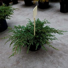 Juniperus com.'Repanda', C 2 20- 30