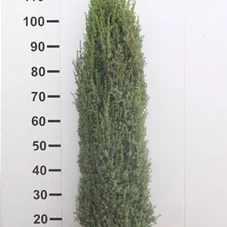 Juniperus com.'Sentinel', MB 100- 125