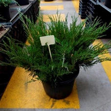 Juniperus media 'Mint Julep' - Nadeln - Koniferen, C 2 20- 30