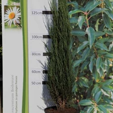 Juniperus scopulorum 'Blue Arrow' - Heckenpflanzen, C 10 125- 150