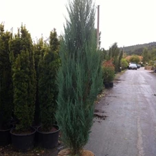 Juniperus scopulorum 'Blue Arrow' - Heckenpflanzen, C 43 175- 200