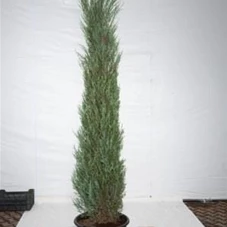 Juniperus scopulorum 'Blue Arrow' - Heckenpflanzen, C 65 200- 225