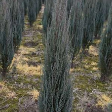 Juniperus scopulorum 'Blue Arrow' - Heckenpflanzen, mB 80- 100