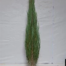 Juniperus scopulorum 'Blue Arrow' - Heckenpflanzen, mB 125- 150