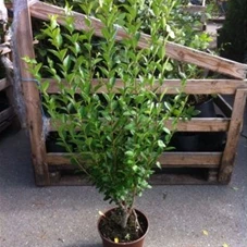 Ligustrum ovalifolium - Heckenpflanzen, C 3 80- 100