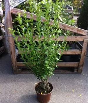 Ligustrum ovalifolium - Heckenpflanzen