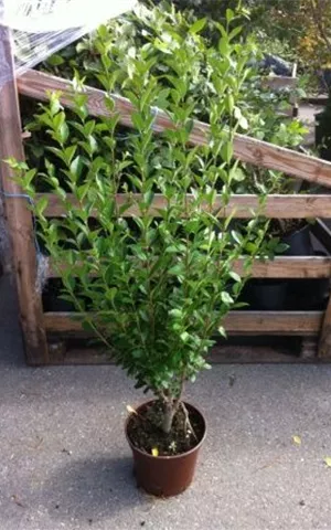 Ligustrum ovalifolium - Heckenpflanzen