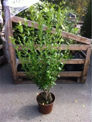 Ovalblättr.Liguster - Ligustrum ovalifolium - Heckenpflanzen