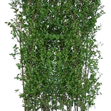 Ligustrum vulgare 'Atrovirens', Heckenelement 200-