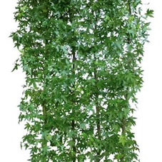 Liquidambar styraciflua 'Worplesdon' - Heckenelemente, Heckenelement 200-