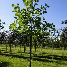 Liriodendron tulipifera, H 3xv mDb 10- 12